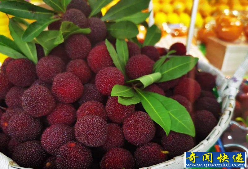 中国杨梅60元一颗出口迪拜