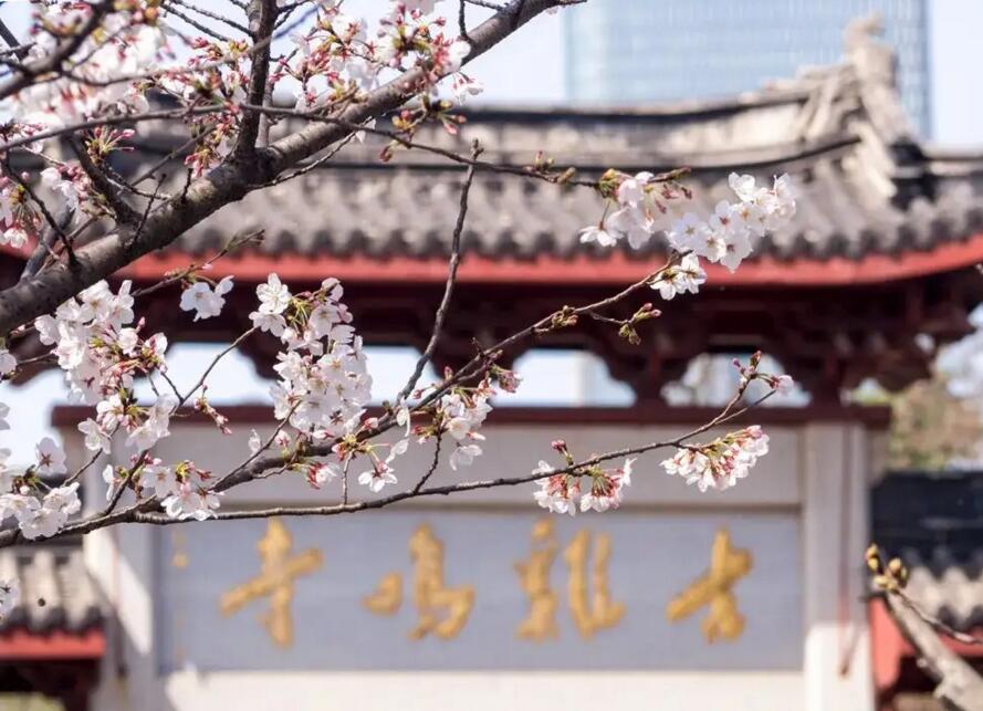 鸡鸣寺的樱花开了是什么意思