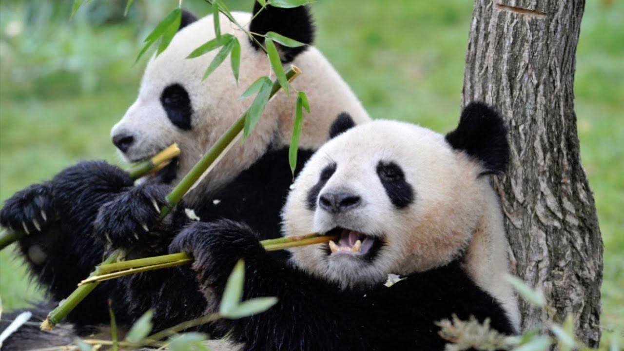 熊猫为什么是国宝