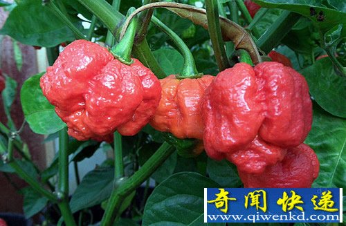 the Trinidad Moruga Scorpion ų