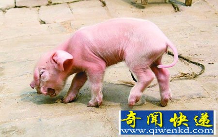河南一村惊现3个鼻子的怪胎猪崽
