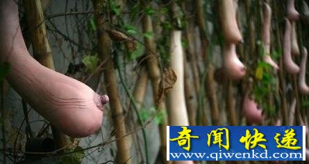 越南现神秘瓜类：外形竟似女子乳房