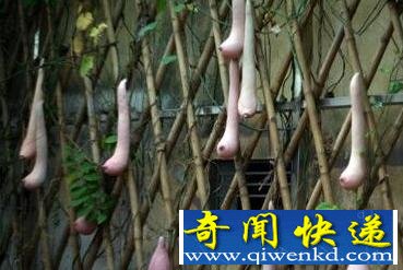 越南现神秘瓜类：外形竟似女子乳房