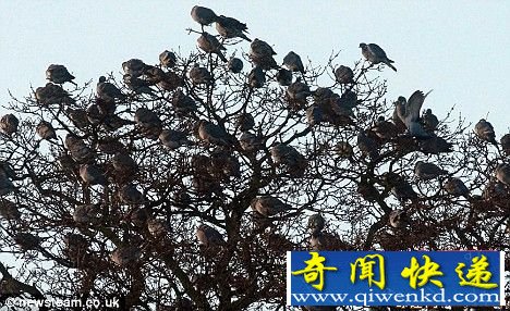 [ͼ]Ӣڳɶط羰 Ϊǲ