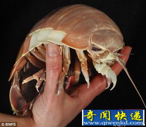 [ͼ]Ӣ״η30׳ľʭƻ