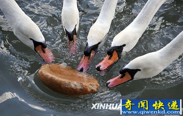 [ͼ]ΪʳݡӾ