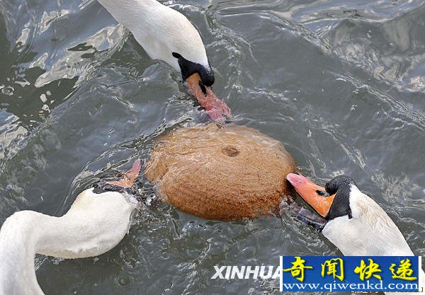 [ͼ]ΪʳݡӾ