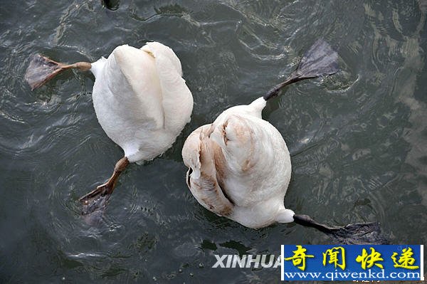[ͼ]ΪʳݡӾ