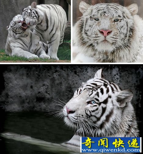[ͼ]̵ʮèƶЩ