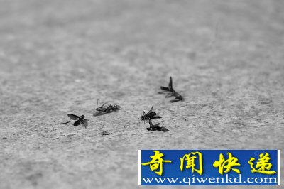 [图文]重庆南山之巅惊现成群神秘黑虫 网友猜测今年将有大旱？