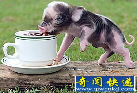 [ͼ]Ӣũ豭С в豭С