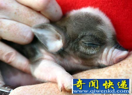 [ͼ]Ӣũ豭С в豭С