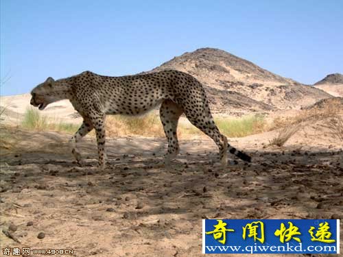 濒危撒哈拉非洲猎豹