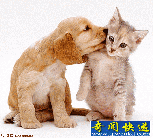 跨种间的友谊 跨种间的友谊 猫咪和狗可爱瞬间
