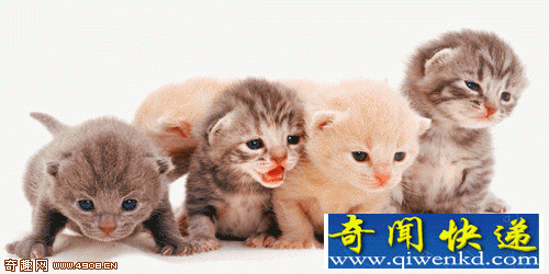跨种间的友谊 跨种间的友谊 猫咪和狗可爱瞬间