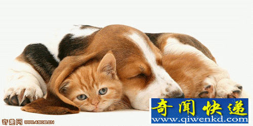 跨种间的友谊 跨种间的友谊 猫咪和狗可爱瞬间