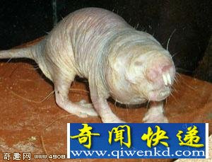 无毛鼹鼠可能掌握着长寿的秘诀,它们的寿命可达到30年,超过了任何啮齿类动物的寿命 毛鼹鼠 寿命超过任何啮齿类动物
