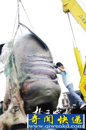[图文]江苏赣榆渔民捕获5吨多重巨型青鲨