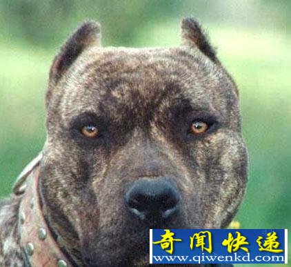 盘点全球六种最凶猛的狗