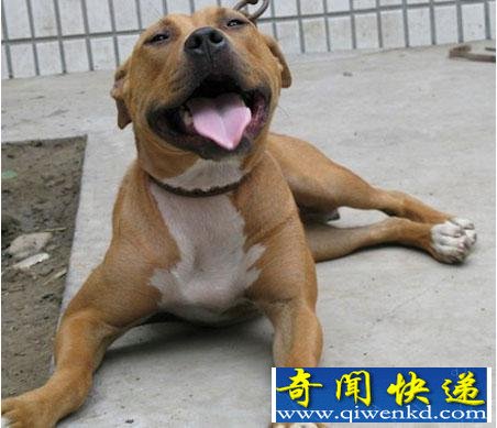 盘点全球六种最凶猛的狗