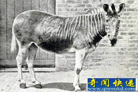 美国科学家有望复活24种已灭绝的动物【图讯】
