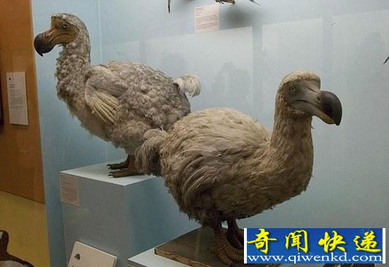 美国科学家有望复活24种已灭绝的动物【图讯】