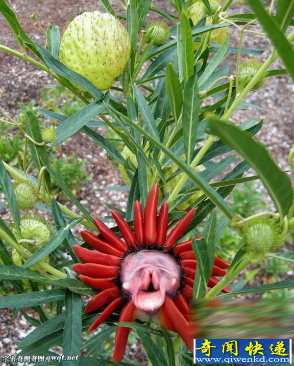 öֳɡ滨