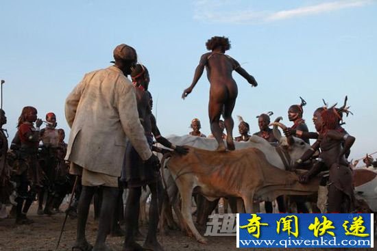 "裸体跳牛":跳过去才可以娶妻(图)