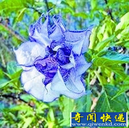 盘点中国十大诡秘蛊术:情花蛊为爱而生