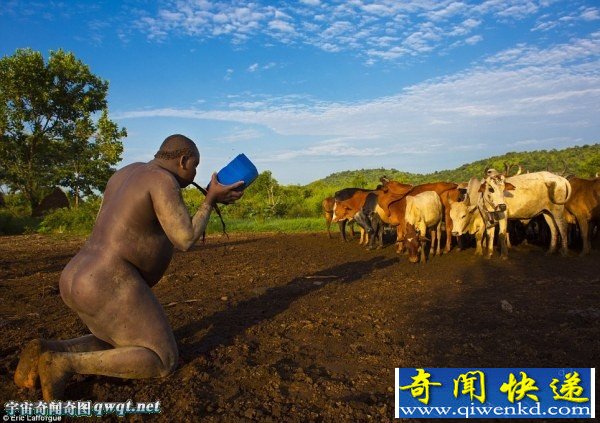 埃塞尔比亚男子为了荣登“最美”宝座狂饮牛的血和奶