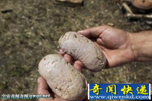 睾丸烹饪节重口味节日恶习之至