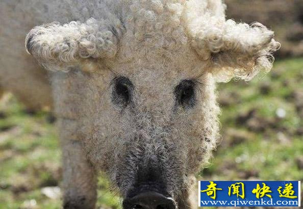 ô棡Զ Ȼ