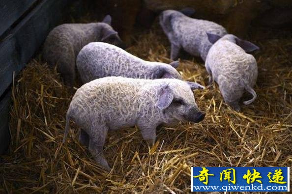 ô棡Զ Ȼ