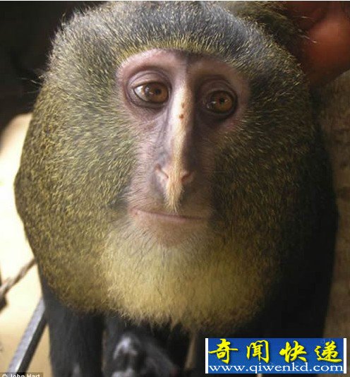 һ޶ ɫβС