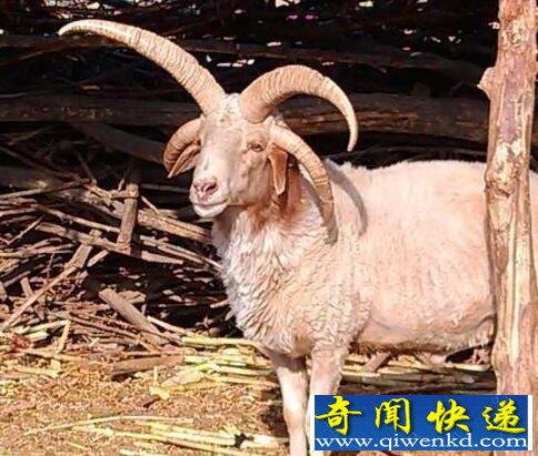 ũзֳֻǵ