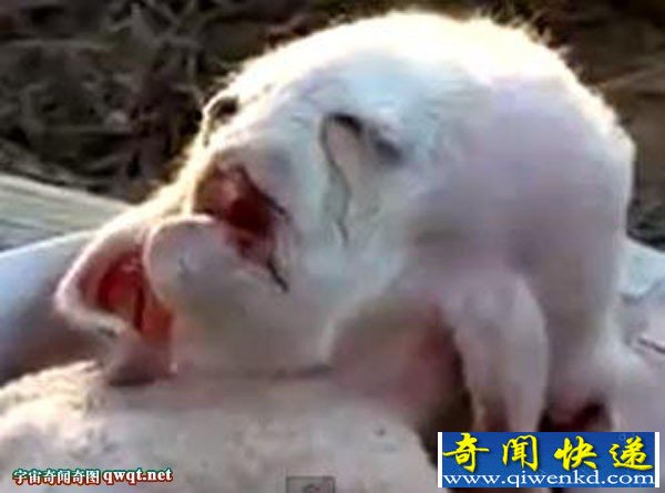 中东惊现外形酷似羊 头部似人脸的生物