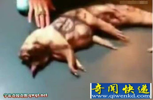 中东惊现外形酷似羊 头部似人脸的生物