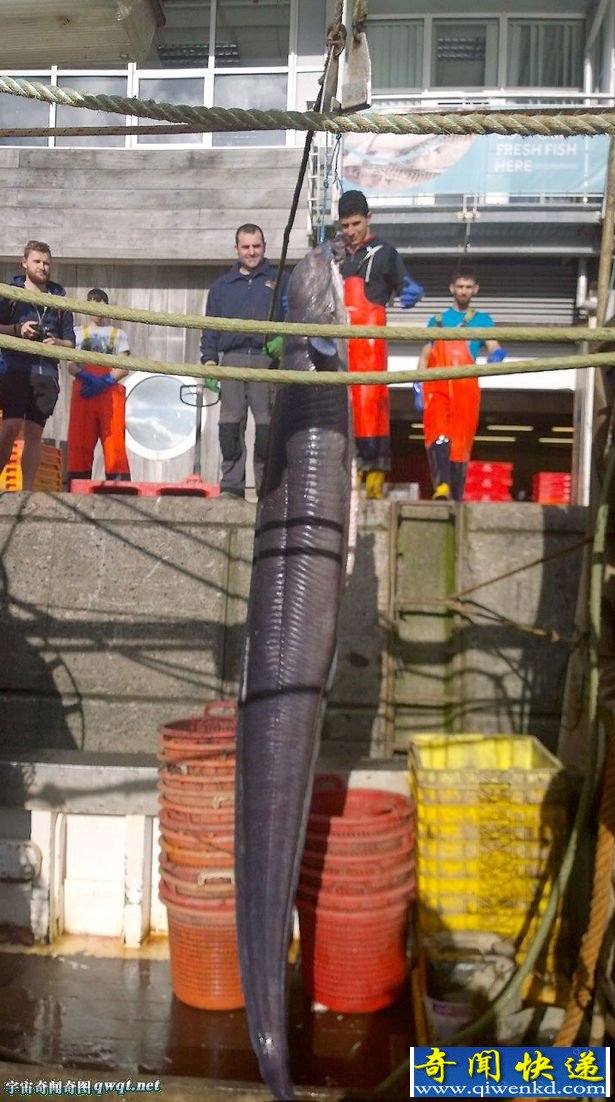 Ӣ ȡ59.6