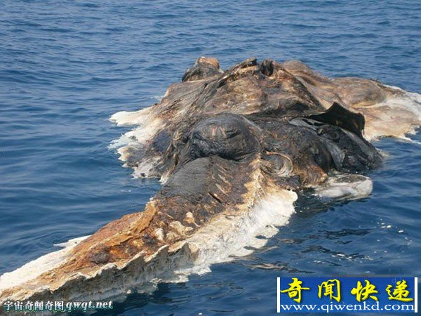 ʺֹ캣ʬƯں Լ15