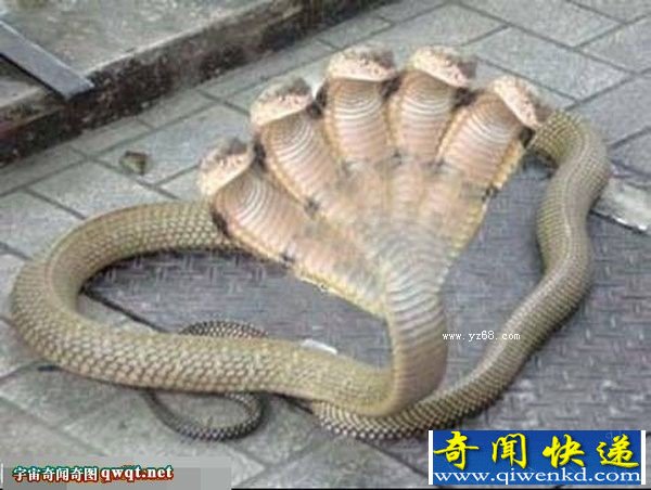 ͷߵĺͼ Ĥ