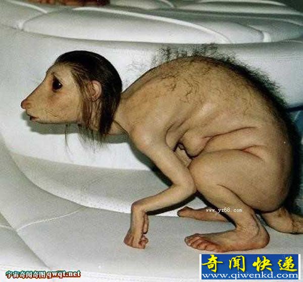 ϸЩѾɾι