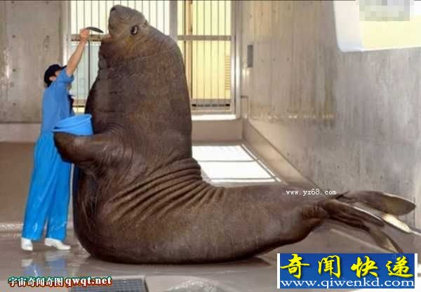 ϸЩѾɾι