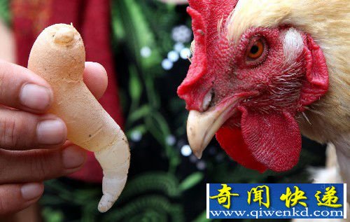 ҳôβ͵Ĺ켦