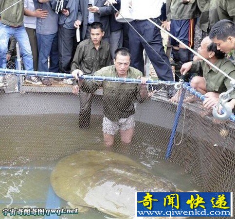 世界最大巨型老鳖:斑鳖体重可达100公斤以上