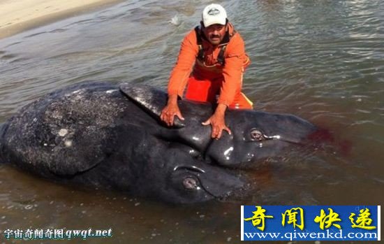 海岸惊现巨型生物尸体双头双尾 是连体双胞胎灰鲸早产导致