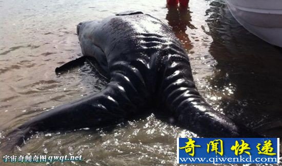 海岸惊现巨型生物尸体双头双尾 是连体双胞胎灰鲸早产导致