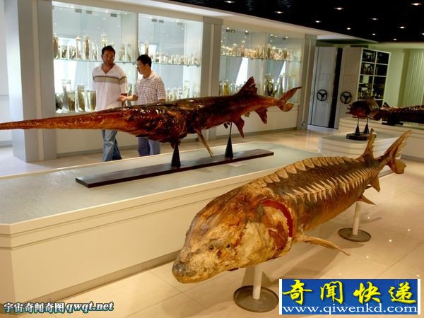 盘点世界各地濒危巨型淡水鱼类:湄公河巨型鲶鱼