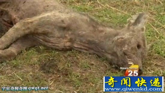 美夫妇捕获神秘物种 神秘动物疑为吸血怪兽
