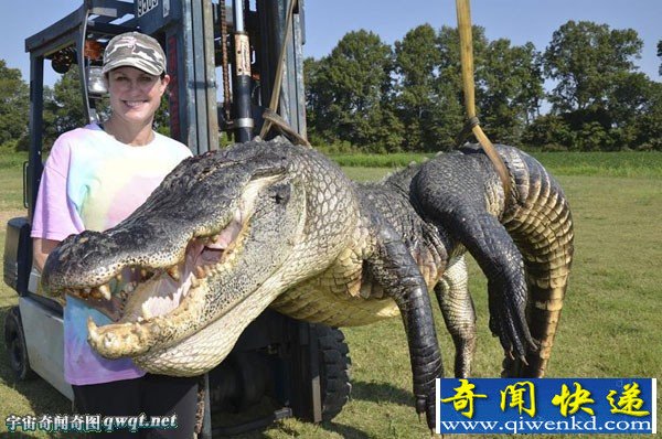 美国捕获长约4米重达660斤的巨鳄鱼 破美国两项记录