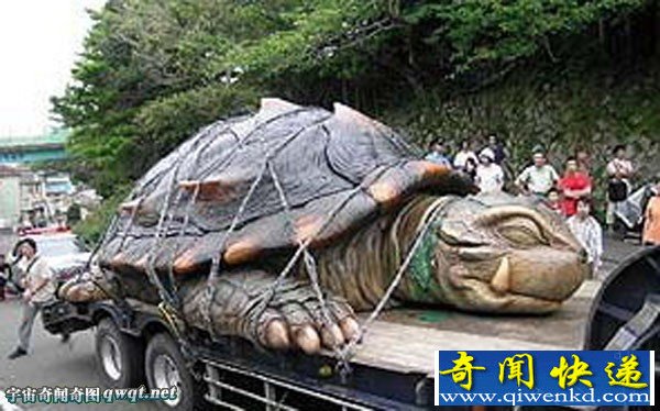 渔民抓到数吨重千年神龟的真相 揭秘真假图片